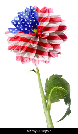 USA-Flagge in der Größenordnung von Blume. Isoliert auf weißem Hintergrund Stockfoto