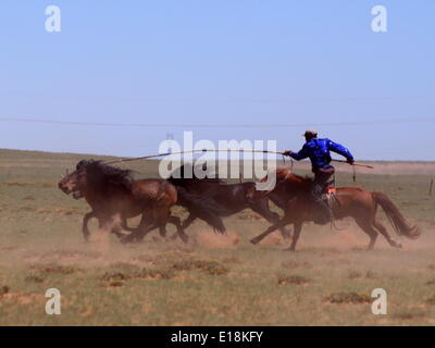 Bayannur, China autonomen Region Innere Mongolei. 27. Mai 2014. Ein Hirte versucht, die Pferde während eines Wettkampfes in Urad Front Banner von Bayannor, Nord-China autonomen Region Innere Mongolei, 27. Mai 2014 lasso. Bildnachweis: Zhi Maosheng/Xinhua/Alamy Live-Nachrichten Stockfoto