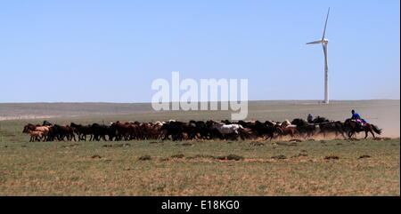 Bayannur, China autonomen Region Innere Mongolei. 27. Mai 2014. Hirten versuchen, die Pferde während eines Wettkampfes in Urad Front Banner von Bayannor, Nord-China autonomen Region Innere Mongolei, 27. Mai 2014 lasso. Bildnachweis: Zhi Maosheng/Xinhua/Alamy Live-Nachrichten Stockfoto