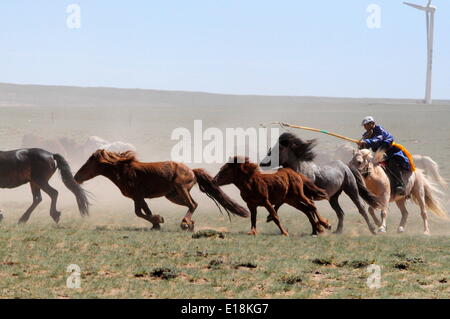 Bayannur, China autonomen Region Innere Mongolei. 27. Mai 2014. Ein Hirte versucht, die Pferde während eines Wettkampfes in Urad Front Banner von Bayannor, Nord-China autonomen Region Innere Mongolei, 27. Mai 2014 lasso. Bildnachweis: Zhi Maosheng/Xinhua/Alamy Live-Nachrichten Stockfoto