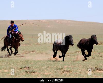 Bayannur, China autonomen Region Innere Mongolei. 27. Mai 2014. Ein Hirte versucht, die Pferde während eines Wettkampfes in Urad Front Banner von Bayannor, Nord-China autonomen Region Innere Mongolei, 27. Mai 2014 lasso. Bildnachweis: Zhi Maosheng/Xinhua/Alamy Live-Nachrichten Stockfoto