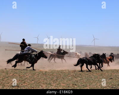 Bayannur, China autonomen Region Innere Mongolei. 27. Mai 2014. Hirten versuchen, die Pferde während eines Wettkampfes in Urad Front Banner von Bayannor, Nord-China autonomen Region Innere Mongolei, 27. Mai 2014 lasso. Bildnachweis: Zhi Maosheng/Xinhua/Alamy Live-Nachrichten Stockfoto