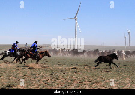 Bayannur, China autonomen Region Innere Mongolei. 27. Mai 2014. Hirten versuchen, die Pferde während eines Wettkampfes in Urad Front Banner von Bayannor, Nord-China autonomen Region Innere Mongolei, 27. Mai 2014 lasso. Bildnachweis: Zhi Maosheng/Xinhua/Alamy Live-Nachrichten Stockfoto