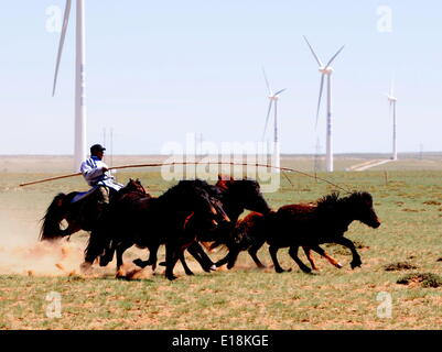 Bayannur, China autonomen Region Innere Mongolei. 27. Mai 2014. Ein Hirte versucht, die Pferde während eines Wettkampfes in Urad Front Banner von Bayannor, Nord-China autonomen Region Innere Mongolei, 27. Mai 2014 lasso. Bildnachweis: Zhi Maosheng/Xinhua/Alamy Live-Nachrichten Stockfoto