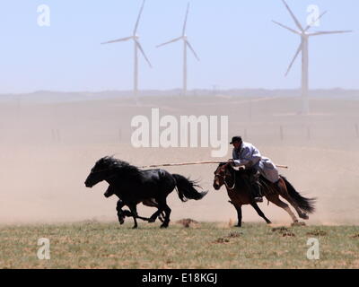 Bayannur, China autonomen Region Innere Mongolei. 27. Mai 2014. Ein Hirte versucht, die Pferde während eines Wettkampfes in Urad Front Banner von Bayannor, Nord-China autonomen Region Innere Mongolei, 27. Mai 2014 lasso. Bildnachweis: Zhi Maosheng/Xinhua/Alamy Live-Nachrichten Stockfoto