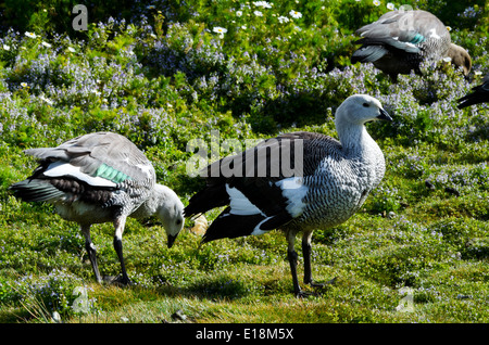 Upland Gänse (Chloephaga Picta) oder Magellan Gänse, Laguna Nimez Naturschutzgebiet, El Calafate, Patagonien, Argentinien Stockfoto