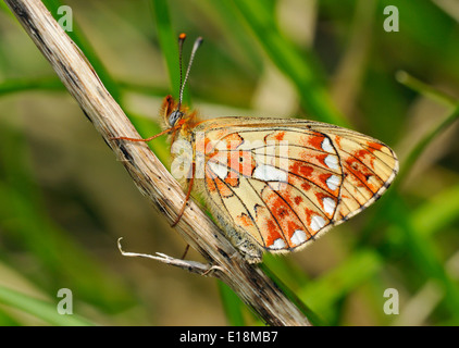 Pearl-umrandeten Fritillary Butterfly - Clossiana Euphrosyne Unterseite Stockfoto