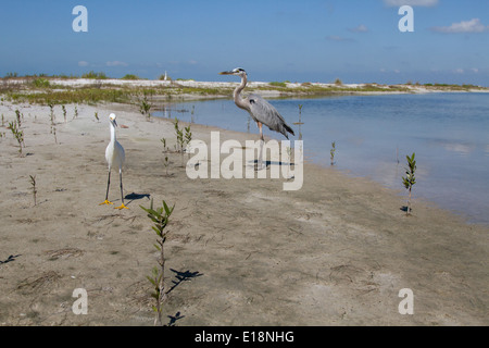 Große blaue Reiher und Snowy Reiher auf Estero beach Stockfoto