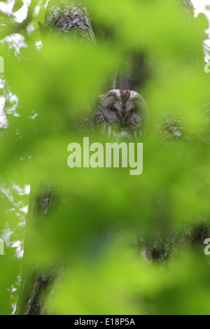 Wilde Waldkauz (Strix Aluco) ruht in Baumhöhle. Europa Stockfoto