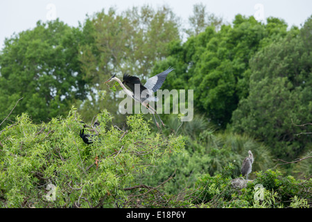 Great Blue Heron mit Verschachtelung material Stockfoto