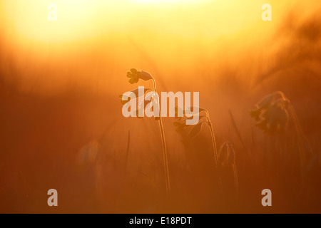 Wilden Schlüsselblumen (Primula Veris) bei Sonnenuntergang Stockfoto