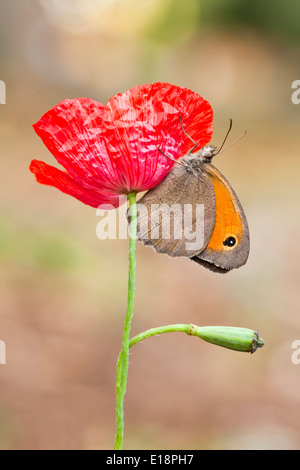 Wiese Braun (Maniola Telmessia) auf einem roten Mohn. Fotografiert in Israel im Frühjahr April Stockfoto