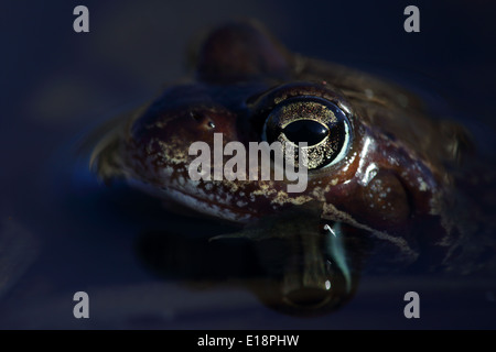 Porträt der Grasfrosch (Rana Temporaria) in Wild getroffen. Europa Stockfoto