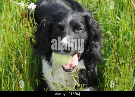 Oscar, ruht auf einer Wiese mit einem Tennisball. Er ist eine Kreuzung zwischen einem Border Collie und ein Springer Spaniel, ein Sprollie! Stockfoto