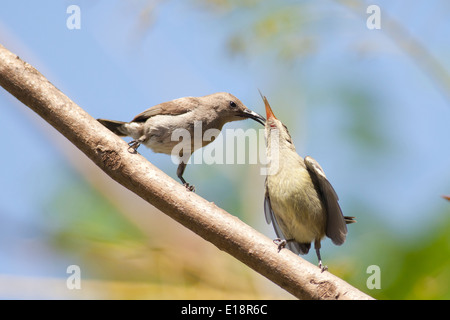 Weibliche Palestine Sunbird oder nördlichen Orange-getuftete Sunbird (Cinnyris Oseus) ernährt sich eine junge Küken. Stockfoto