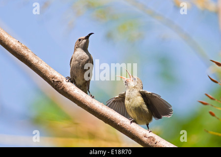 Weibliche Palestine Sunbird oder nördlichen Orange-getuftete Sunbird (Cinnyris Oseus) ernährt sich eine junge Küken. Stockfoto