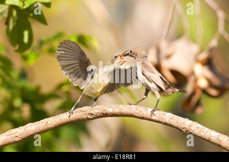 Weibliche Palestine Sunbird oder nördlichen Orange-getuftete Sunbird (Cinnyris Oseus) ernährt sich eine junge Küken. Stockfoto