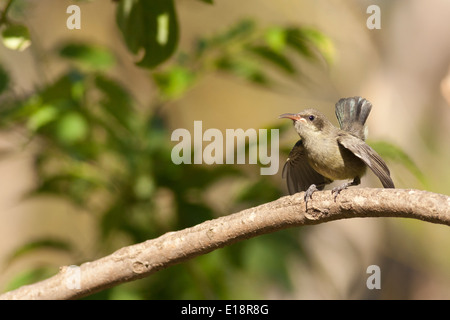 junge Palestine Sunbird oder nördlichen Orange-getuftete Sunbird Jungtier (Cinnyris Oseus) Stockfoto