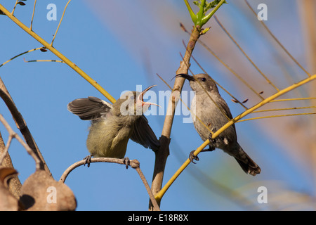 Weibliche Palestine Sunbird oder nördlichen Orange-getuftete Sunbird (Cinnyris Oseus) ernährt sich eine junge Küken. Stockfoto