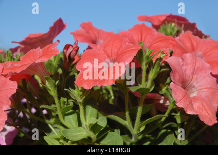 Petunien blühen Stockfoto