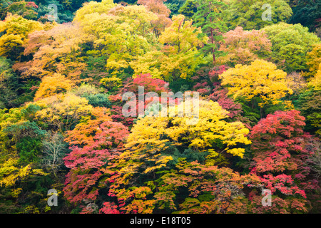 Herbst in Kyoto, Japan. Der Garten Bäume sind rot, Orange und gelb Stockfoto