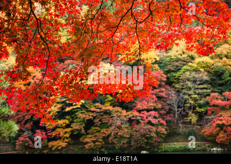 Herbst in Kyoto, Japan. Der Garten Bäume sind rot, Orange und gelb Stockfoto