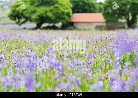 Emsworthy Sumpf, Dartmoor, Devon, UK. 27. Mai 2014. Felder der Glockenblumen in voller Blüte am Emsworthy Mire auf Dartmoor. Bildnachweis: Nidpor/Alamy Live-Nachrichten Stockfoto