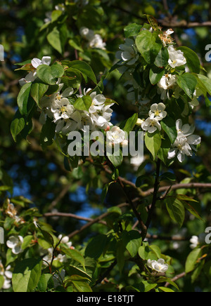 Sibirischer Holzapfel, sibirische Krabbe, Manchurian Holzapfel oder chinesischen Crab Apple, Malus Baccata 'Columnaris', Rosengewächse. Asien. Stockfoto