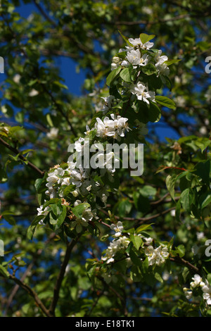 Sibirischer Holzapfel, sibirische Krabbe, Manchurian Holzapfel oder chinesischen Crab Apple, Malus Baccata 'Columnaris', Rosengewächse. Asien. Stockfoto