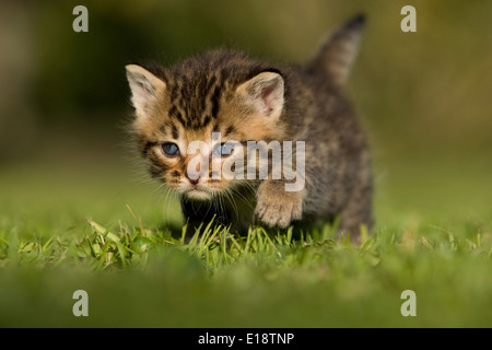 Katze, Kätzchen, 3 Wochen alt geht über Wiese Stockfoto