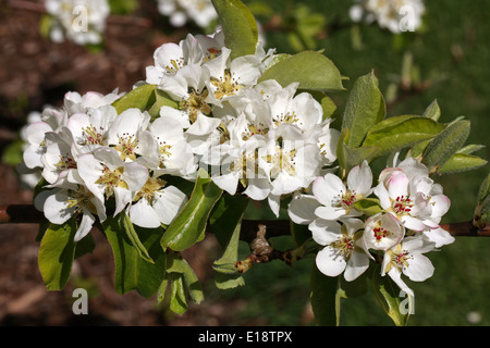 Gemeinsame () Wildbirne, Pyrus Communis 'Beech Hill', Rosengewächse. Stockfoto