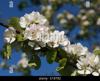 Gemeinsame () Wildbirne, Pyrus Communis 'Beech Hill', Rosengewächse. Stockfoto