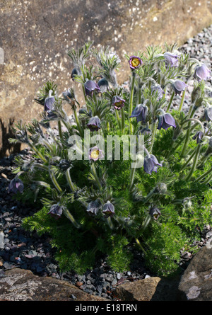 Kuhschelle, Küchenschelle, Wind Blume, Prairie Crocus, Ostern Blume oder Wiese Anemone Pulsatilla Violacea Subspecies georgica Stockfoto