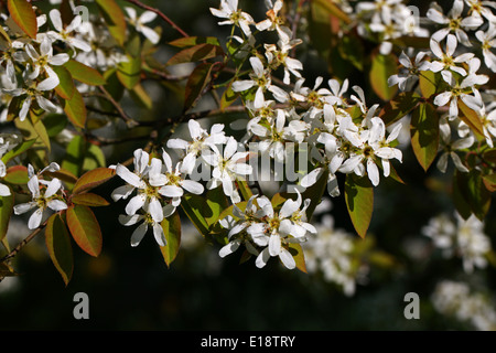 Sumpf Sugarpear, Intermediate Elsbeere, mittlere Shadbush, Amelanchier Intermedia, Rosengewächse.  A. Arborea × A. canadensis Stockfoto