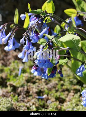 Virginia Bluebells, Mertensia Virginica, Boraginaceae. Nord-Amerika. Stockfoto