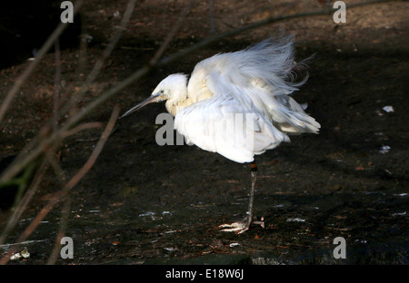 Seidenreiher (Egretta Garzetta) Flusen auf sein Gefieder Stockfoto