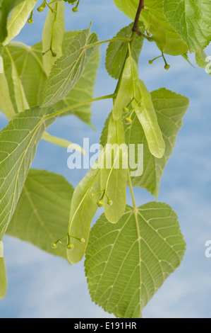 neue geflügelte Samen Hubschrauber Wind Zerstreuung der hellen üppigen gemeinsamen Linde mit verblassenden Blumen im Frühjahr Stockfoto