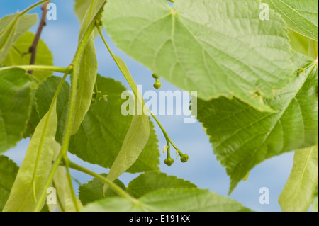neue geflügelte Samen Hubschrauber Wind Zerstreuung der hellen üppigen gemeinsamen Linde mit verblassenden Blumen im Frühjahr Stockfoto