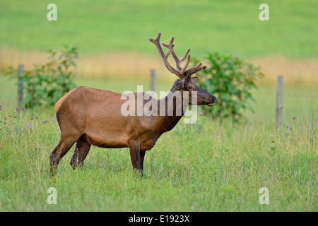 Wapiti (Cervus elaphus) Rothirsch/Stier im Sommer samt Buffalo National River Ponca Einheit Arkansas USA Stockfoto