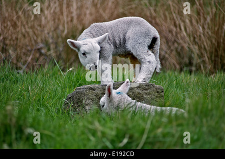 Ein Lamm stehend auf einem Felsen blickte auf seinen Freund Stockfoto