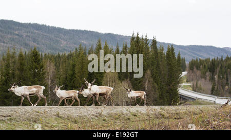 Rentiere auf der Straße, Rangifer Tarandus Stockfoto