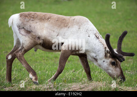 Reinsdeer In samt, Rangifer Tarandus Stockfoto