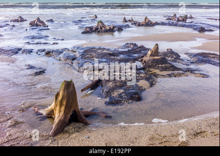 Das Meer umspült Bronzezeit Wald aufgedeckt durch Winterstürme am Strand von Borth, Ceredigion, Februar 2014. Stockfoto