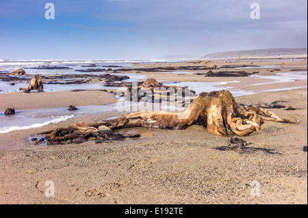 Das Meer umspült Bronzezeit Wald aufgedeckt durch Winterstürme am Strand von Borth, Ceredigion, Februar 2014. Stockfoto