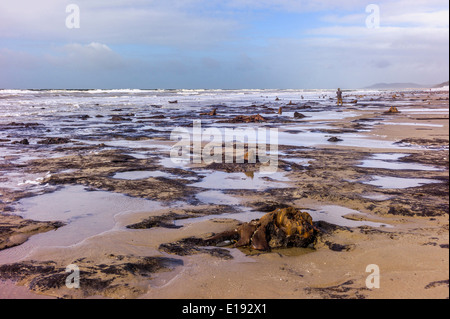 Das Meer umspült Bronzezeit Wald aufgedeckt durch Winterstürme am Strand von Borth, Ceredigion, Februar 2014. Stockfoto