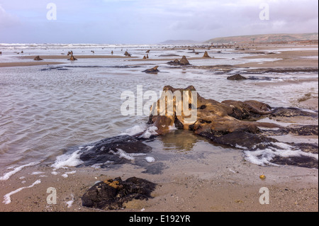 Das Meer umspült Bronzezeit Wald aufgedeckt durch Winterstürme am Strand von Borth, Ceredigion, Februar 2014. Stockfoto