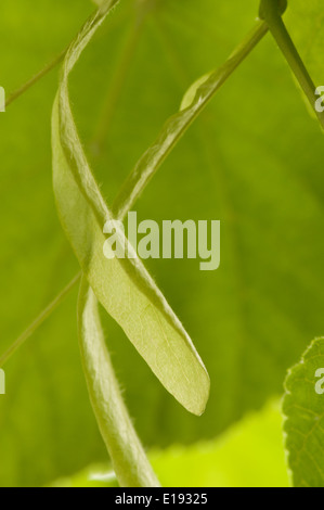 neue geflügelte Samen Hubschrauber Wind Zerstreuung der hellen üppigen gemeinsamen Linde mit verblassenden Blumen im Frühjahr Stockfoto