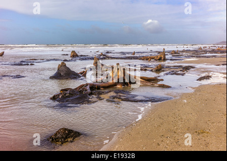 Das Meer umspült Bronzezeit Wald aufgedeckt durch Winterstürme am Strand von Borth, Ceredigion, Februar 2014. Stockfoto