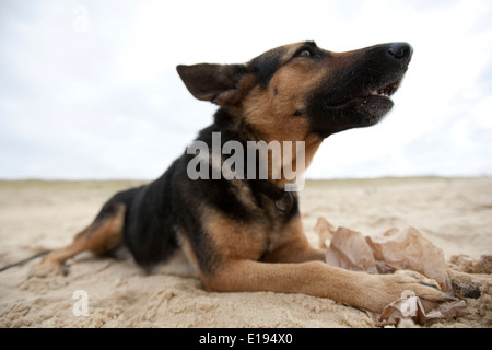 Deutscher Schäferhund liegend auf einem Sandstrand Stockfoto
