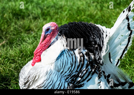 Ein Trauerschnäpper Türkei. Stockfoto